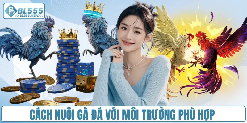 Cách nuôi gà đá với môi trường phù hợp 