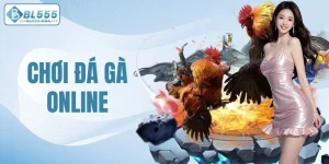 Chơi đá gà online