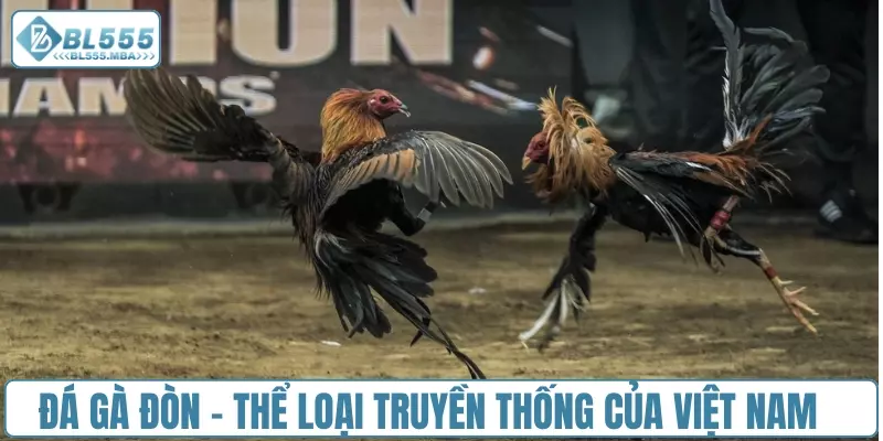 Đá gà đòn - Thể loại truyền thống của Việt Nam