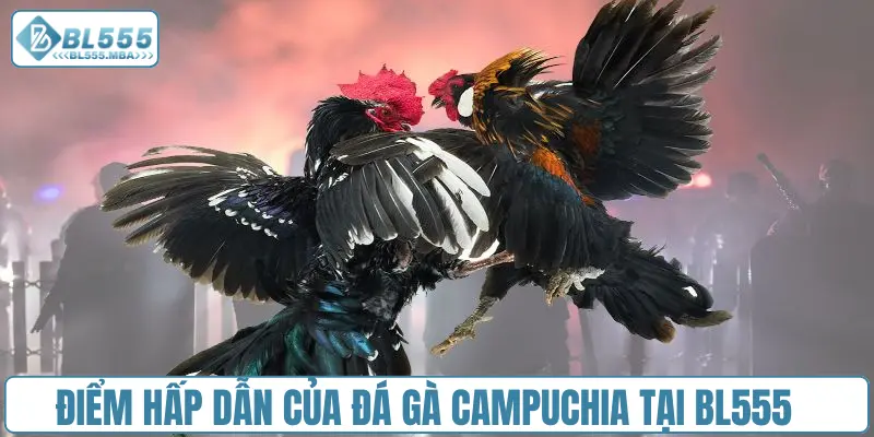 Đá gà Campuchia : Cập Nhật Nhanh, Gay Cấn Từng Giây 1 Điểm hấp dẫn của đá gà Campuchia tại BL555